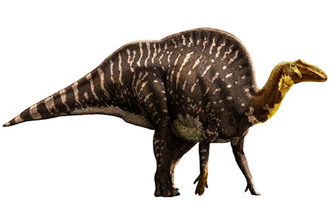 Ouranosaurus (oo-RAN-owe-SAWR-uss)