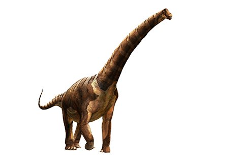Futalognkosaurus (FOO-tah-LONG-koh-SAWR-uss)