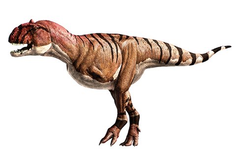 Majungasaurus (mah-JUNG-ah-SAWR-uss)