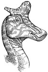 Lambeosaur