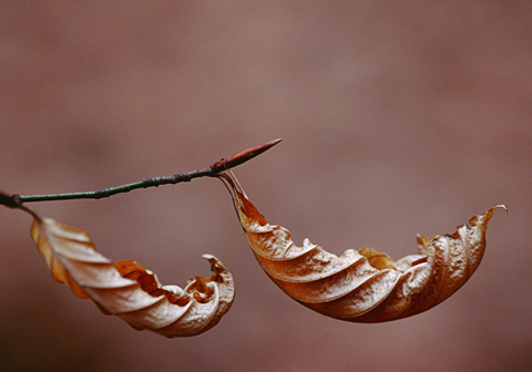 Photo of wilting leaves