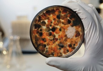 Image of a petrie dish with fungus in it