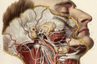 Thomas Fisher Rare Book Library: Anatomia collection