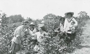 Black and white photo of young women in straw hats, carrying baskets among a field of crops