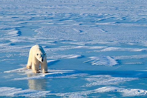 Arctic temperatures could rise by between two and eight degrees by the end of the century. Photo: istock