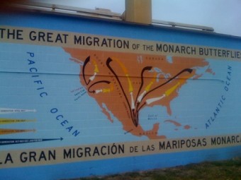 Mural of the butterfly migration routes, in San Leandro, California. Photo: Alec Scott.