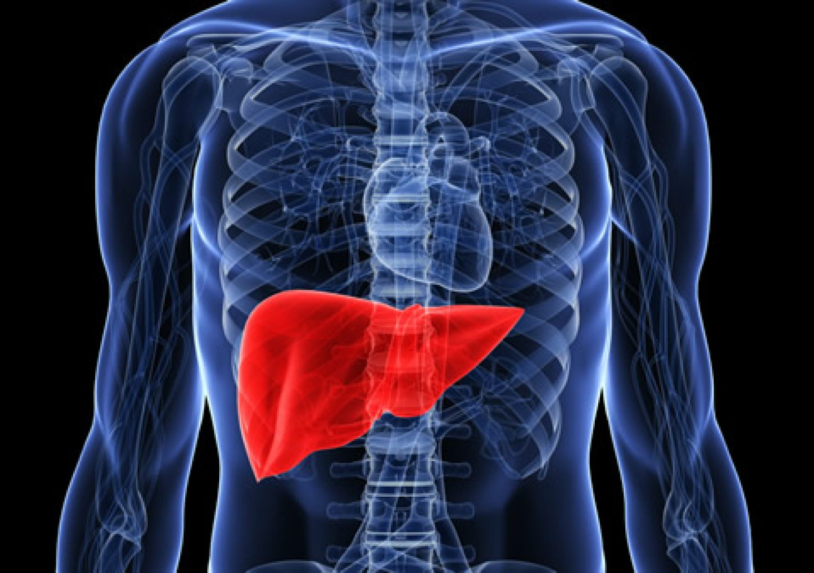 Engineering a Human Liver - University of Toronto Magazine