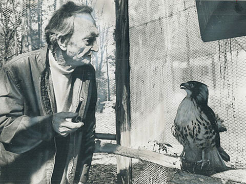 Photo of Roy Ivor with falcon