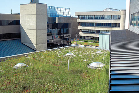 Photo of grass on top of UTSC building roof