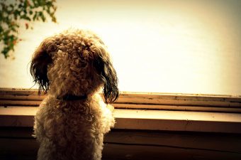 Photo of Ben the dog staring out a window. Photo by Prasanta Bose