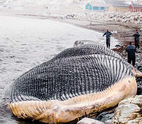 Photo of blue whale carcass on Newfoundland’s west coast