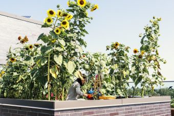 Photo of sunflowers on the roof of a U of T building