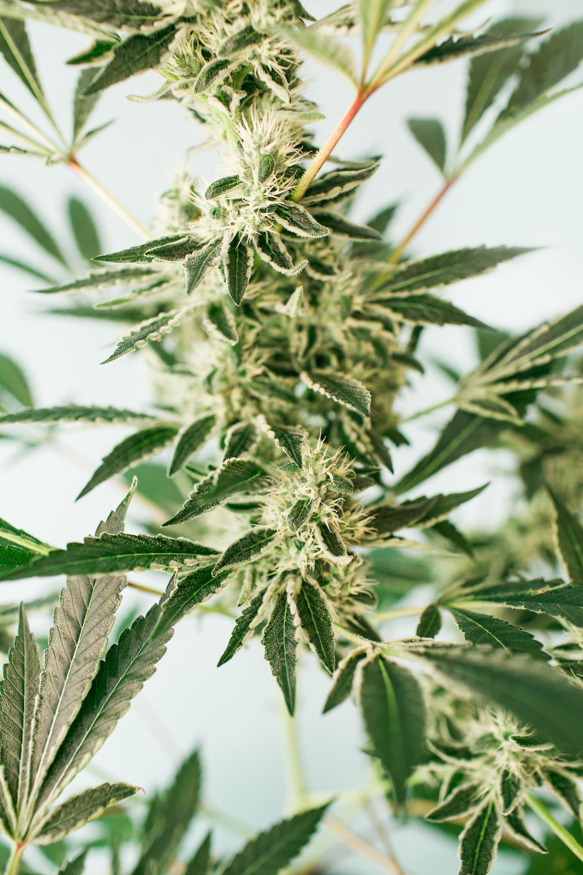 Marijuana Plant On Blue Background