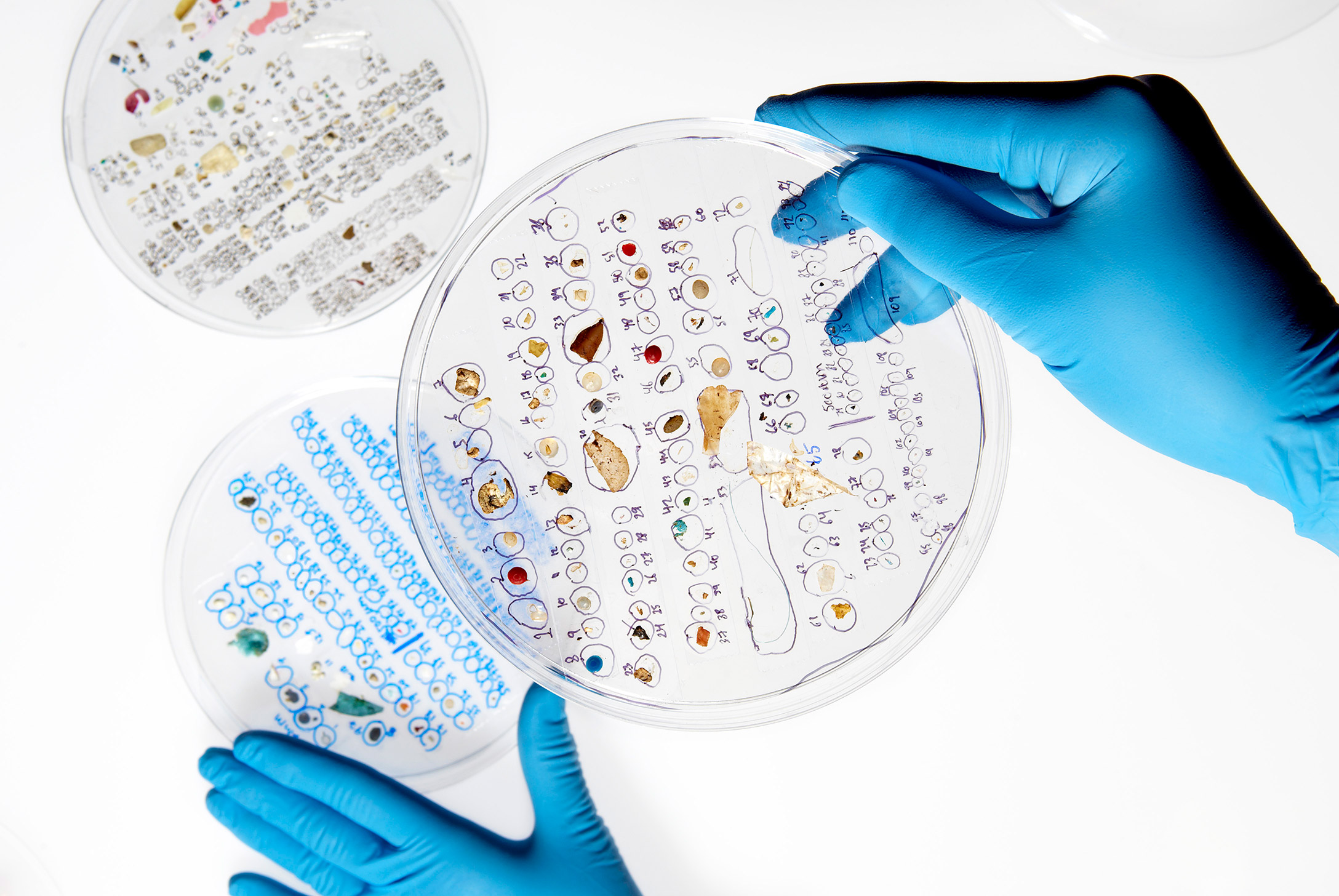 Three petri dishes containing microplastic samples