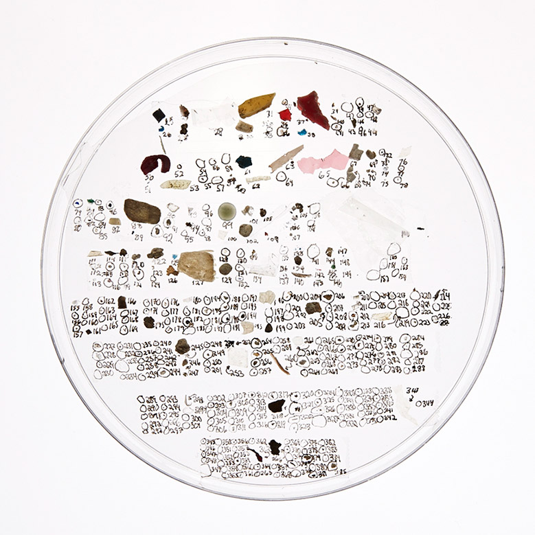 Petri dish containing microplastics