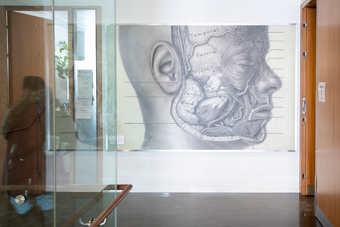Photo of an illustration on a wall in the Terrence Donnelly Health Sciences Complex, depicting the anatomy of a human face
