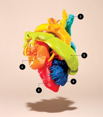 Close up picture of a model of a human heart created with a 3-D printer, with numbers 1-5 associated with various parts of the model