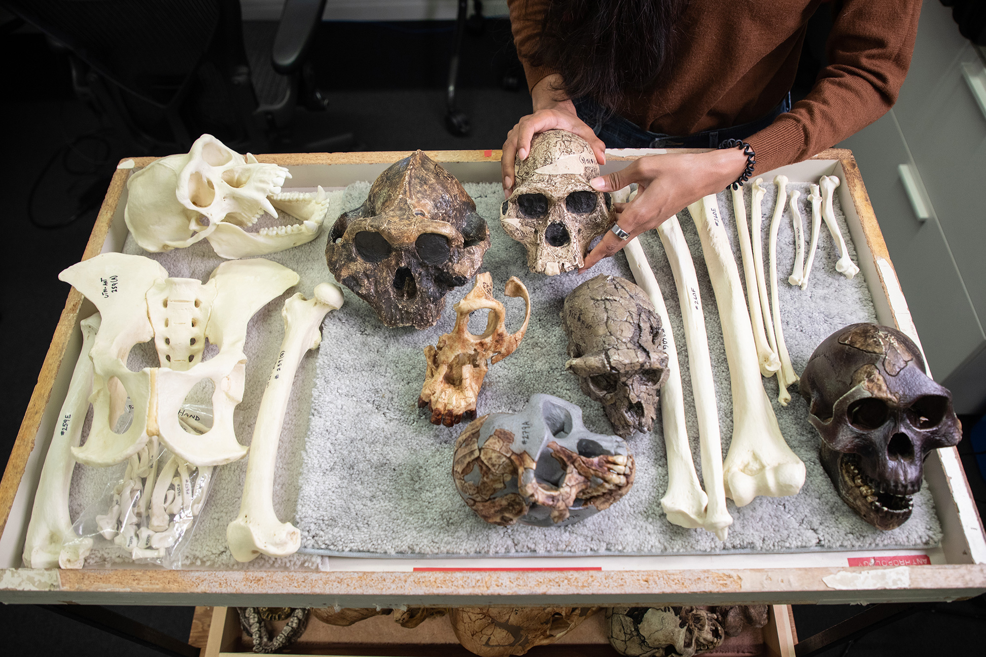 Hominin skulls and bones laid out on a tray; one skull is being held up by someone
