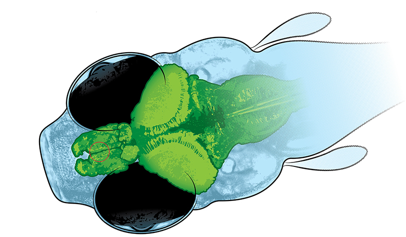 Illustration of the top view of the head of a larval zebrafish with the brain in green