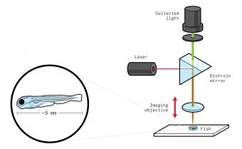 Illustration of the larval fish on a plate, and a light source passing through a lens above the plate and a dichroic mirror above the lens. A laser is hitting the mirror horizontally, with the collected light at the top