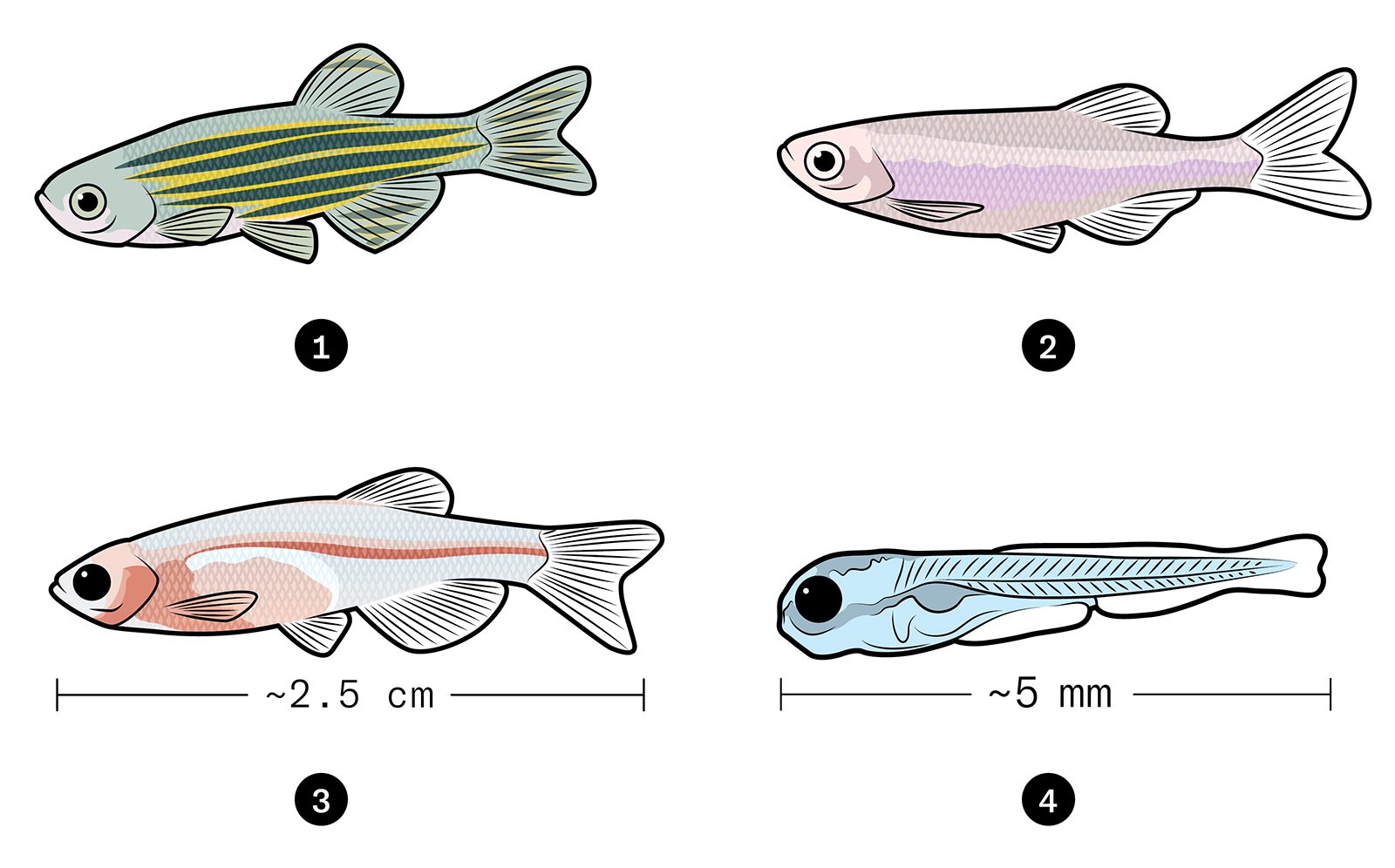 Illustration of four fish with different pigments: 1. Fish with green and yellow stripes. 2. Light pink-coloured fish. 3. Fish with dark orange-red colours around the head and upper belly and a streak in the centre from head to tail, measuring ~2.5 cm. 4. Light blue-coloured larval fish measuring ~5 mm.