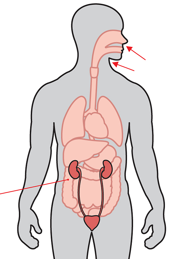 Outline of human body and organs with red arrow putting at the nose and throat