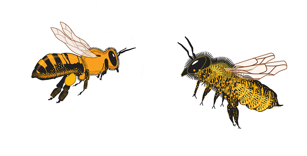 A honeybee on the left and a leafcutter bee on the right