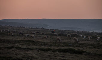 Herd of caribou in a grassy field