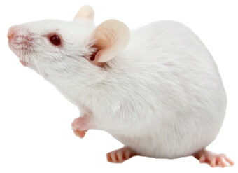White mouse used in labs