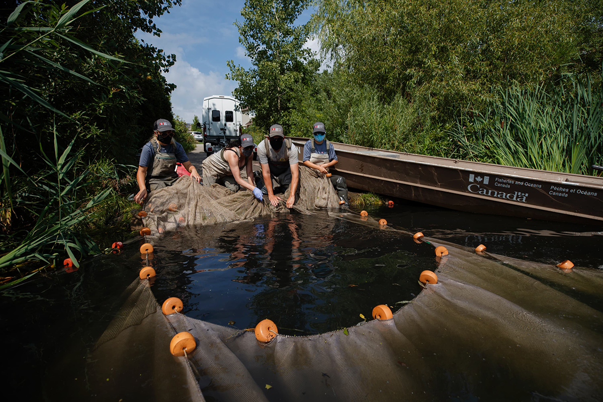 Four researchers gathering in a large fish net from the pond