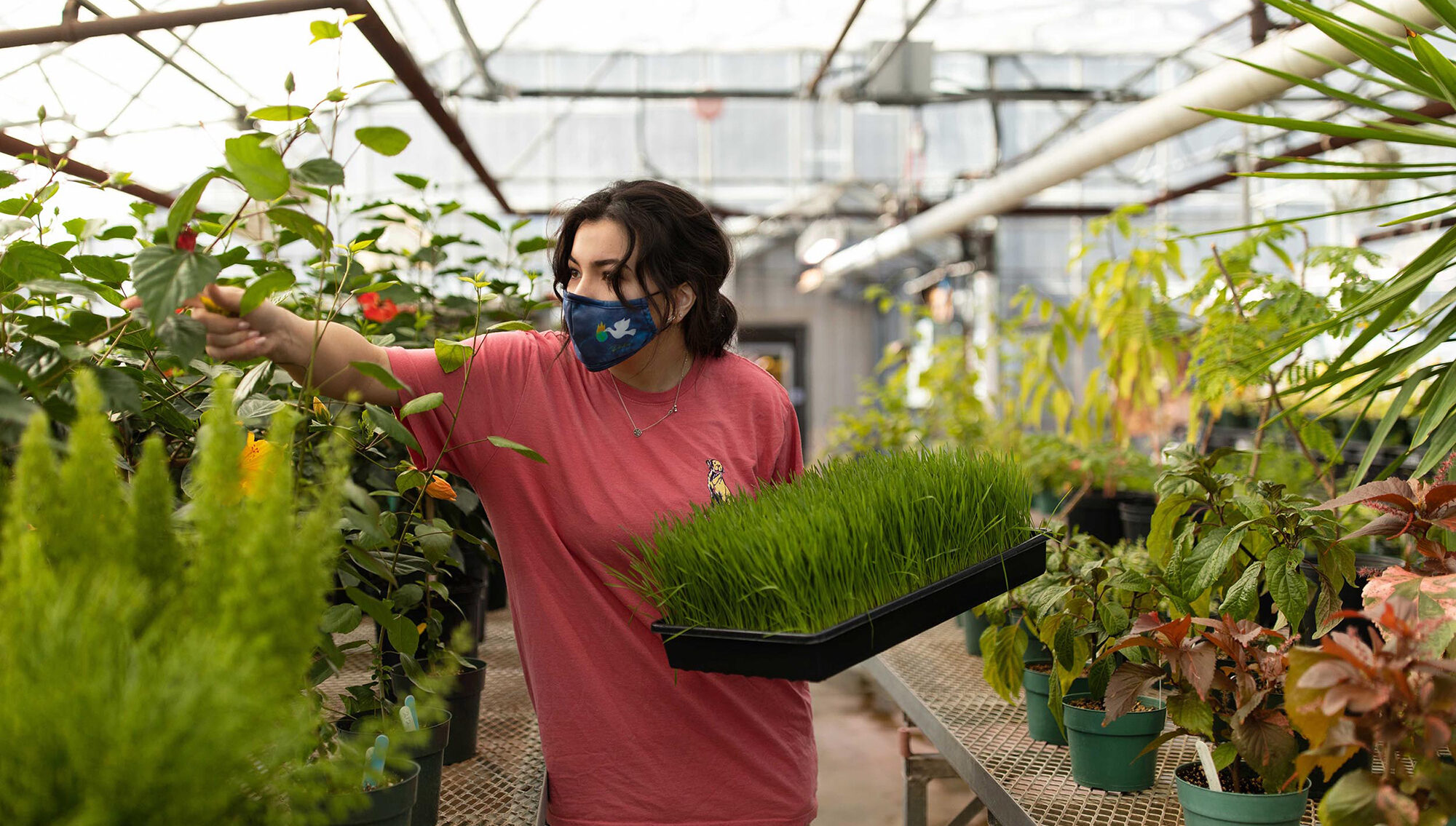 Kamola Khaitova in shorts, T-shirt and a mask, carrying a container of wheatgrass, rows of potted plants on either side