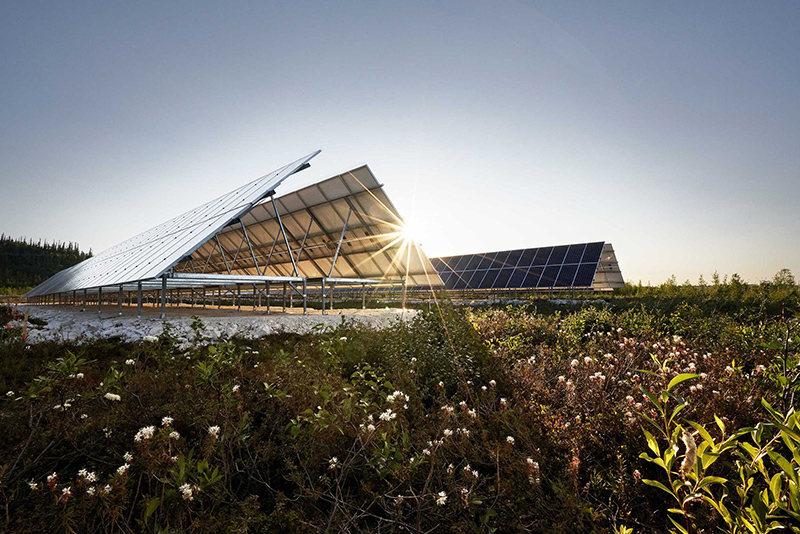 Sun reflecting off solar panels in a field of green shrubs and white flowers