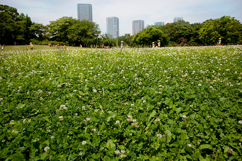 A grassy field full of white clovers in a Toronto park, surrounded by trees and condo buildings in the distance