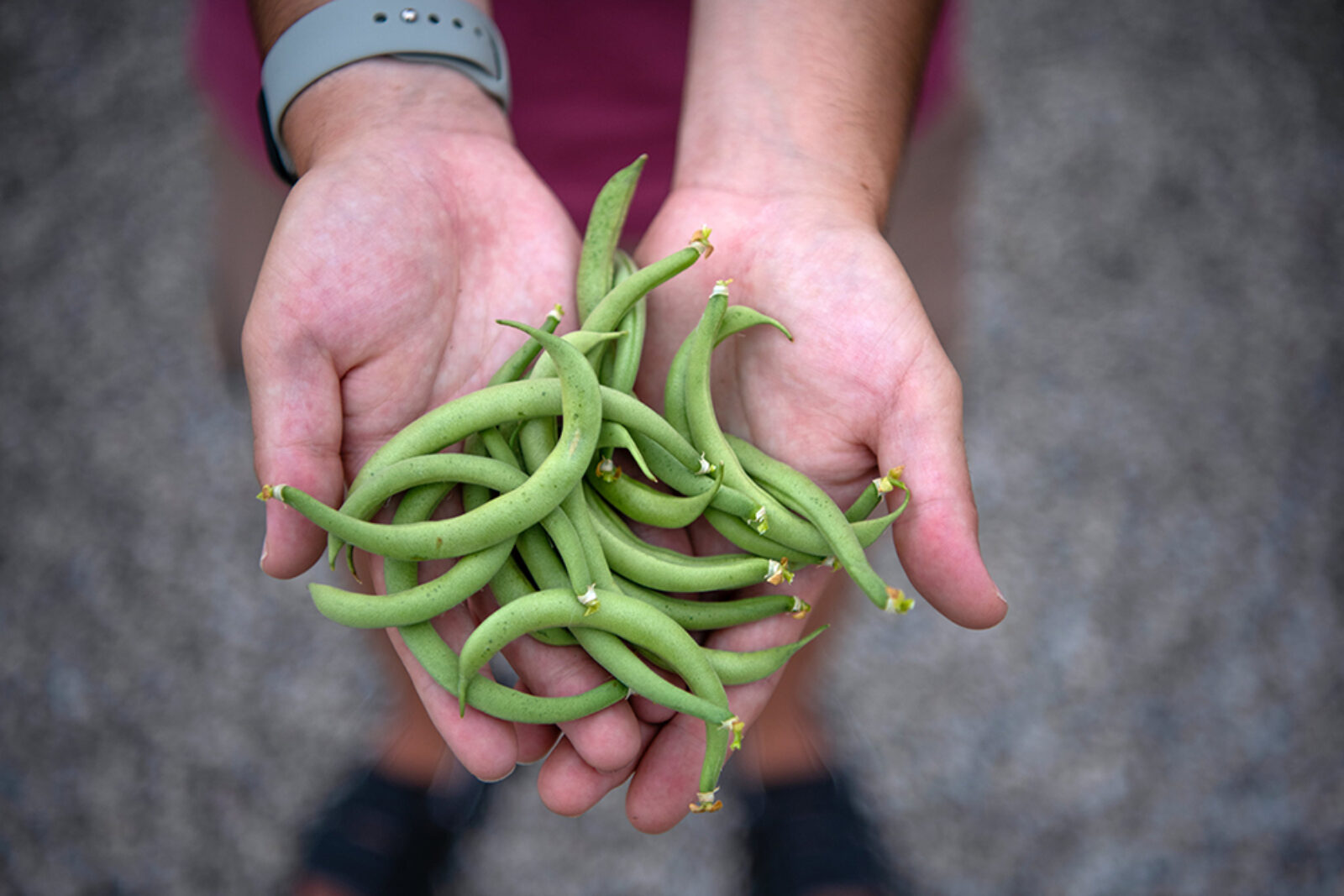 what-is-the-future-of-urban-farming-university-of-toronto-magazine