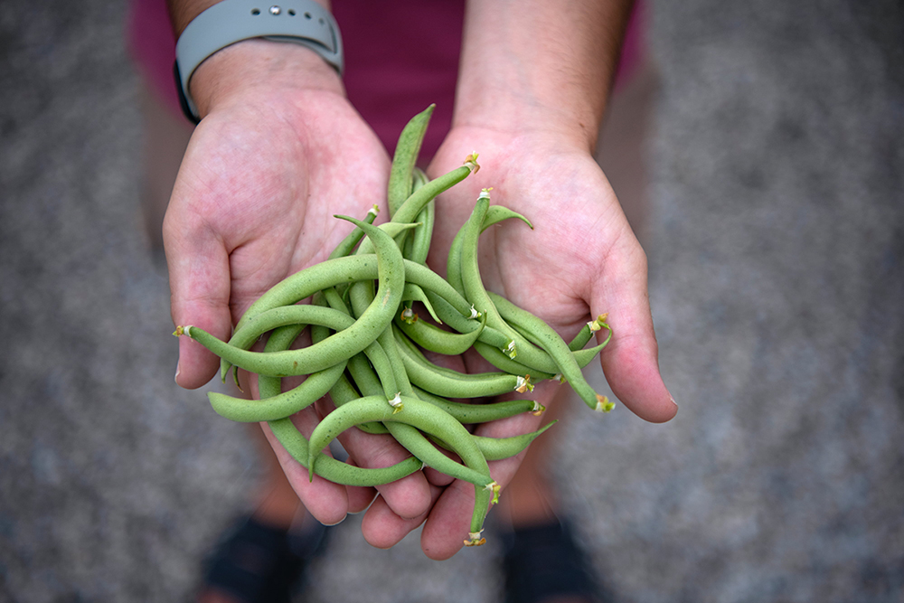 A pair of hands holding green beans
