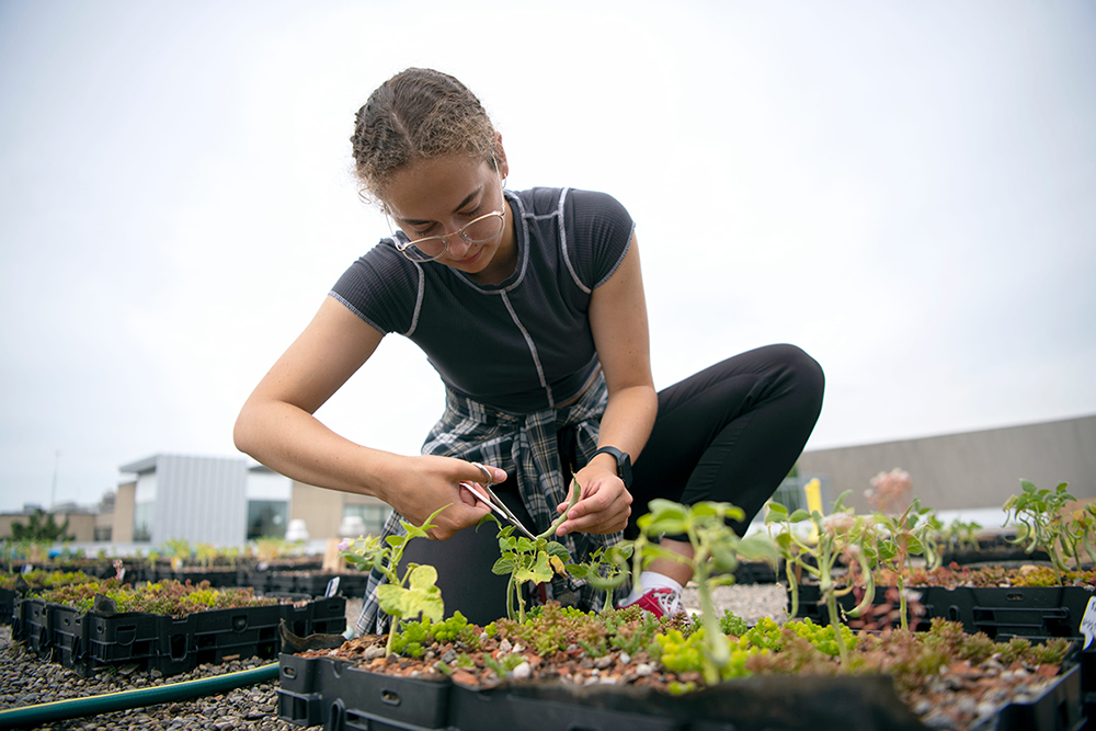 A student crouched over a box of plants, using a scissor to cut the end of a green bean from the plant