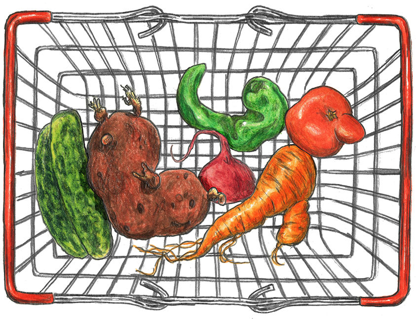 Coloured pencil drawing of imperfectly shaped vegetables in a metal shopping basket
