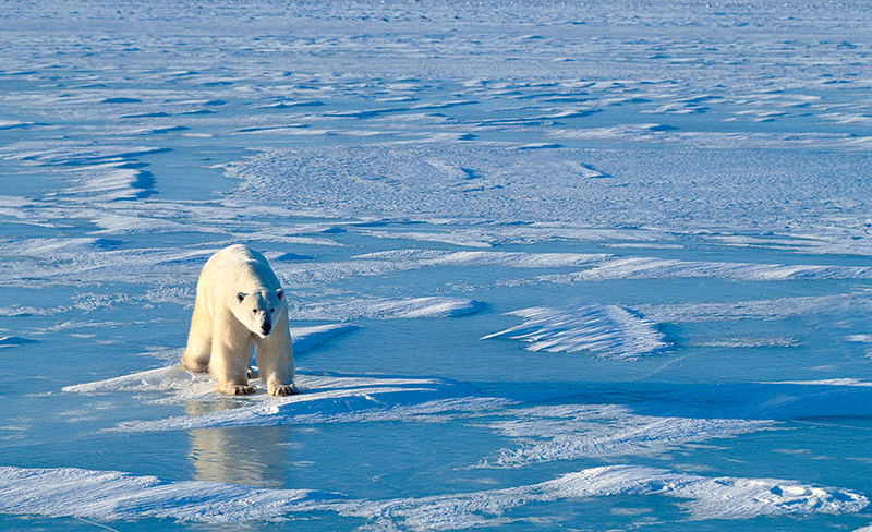 A polar bear walking across the snowy Arctic terrain interspersed with shallow puddles of water