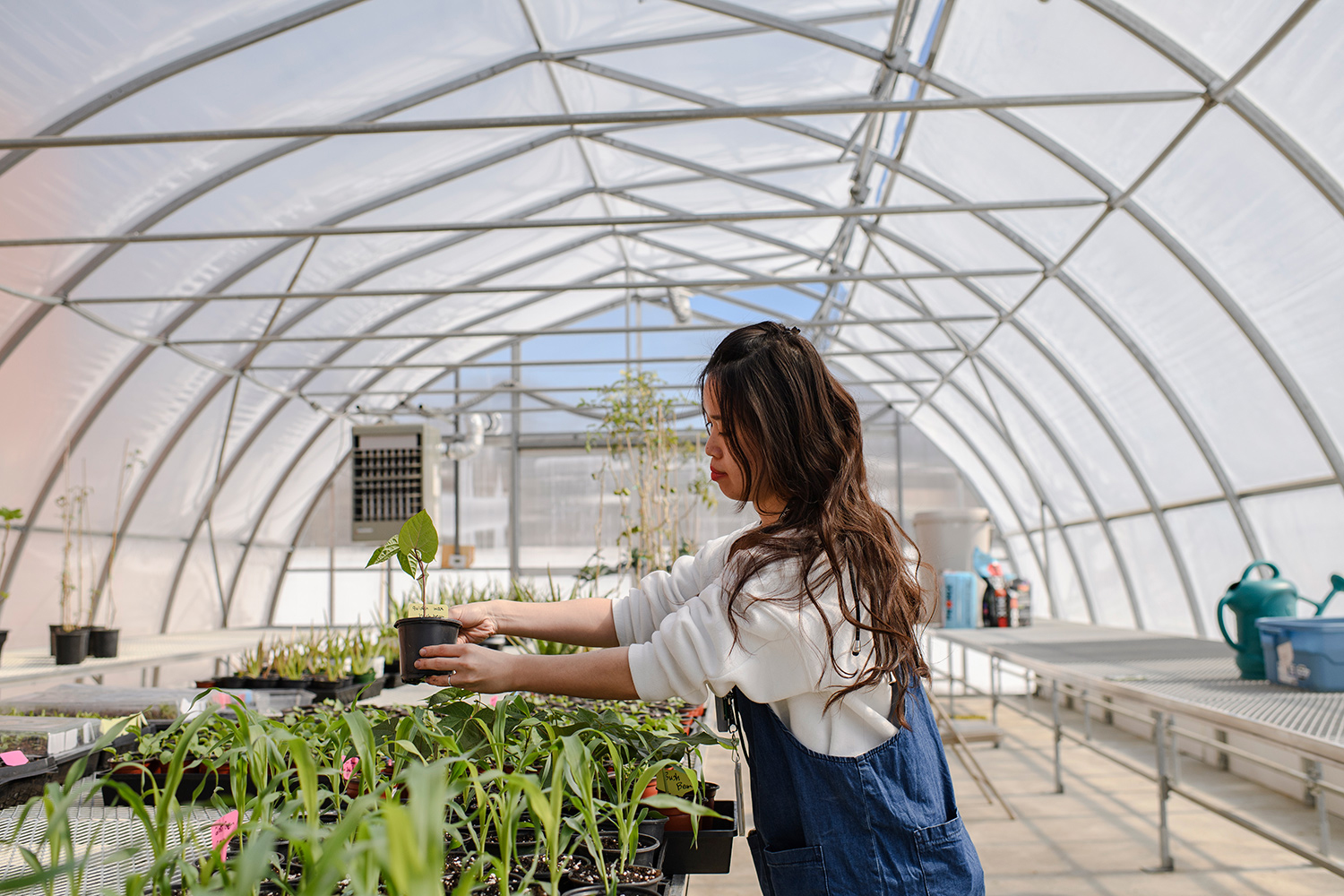 A woman in denim overalls prepares seedlings inside the farm's greenhouse