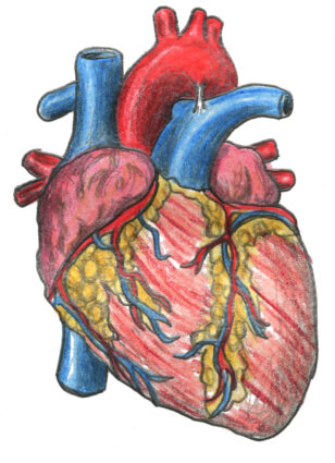Coloured graphite illustration of the human heart
