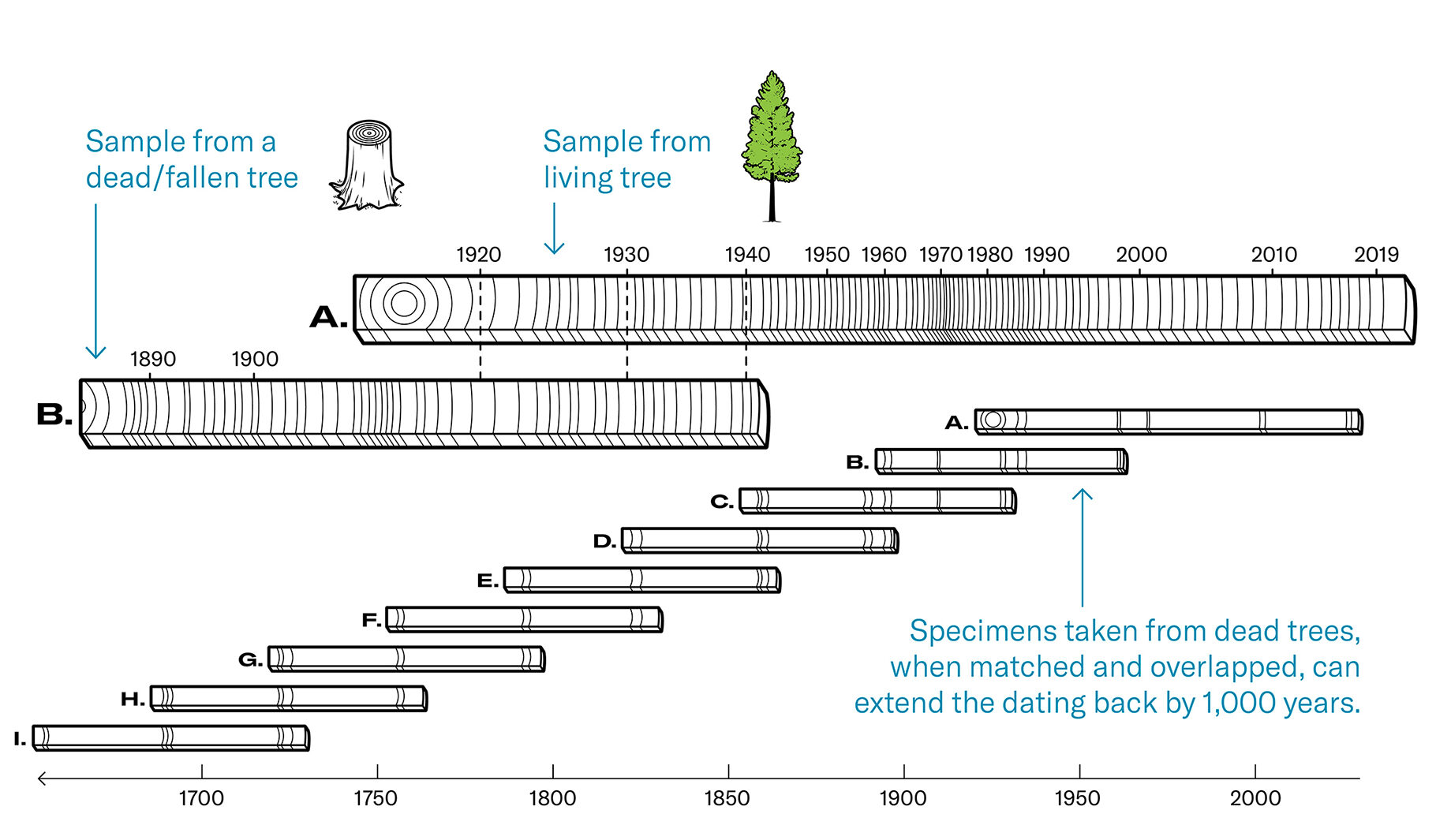 A chart shows a closeup horizontal view of a sample from a living tree, with rings dating back to about 1916. The rings are matched and overlapped with a sample from a dead/fallen tree underneath that dates back to the 1880s. The living tree sample appears again in a zoomed out just to the right, along with eight specimens taken from dead trees (labelled B to I), matched and overlapped one on top of another, with the earliest dating back prior to 1700. This method can extend the dating back by 1,000 years.