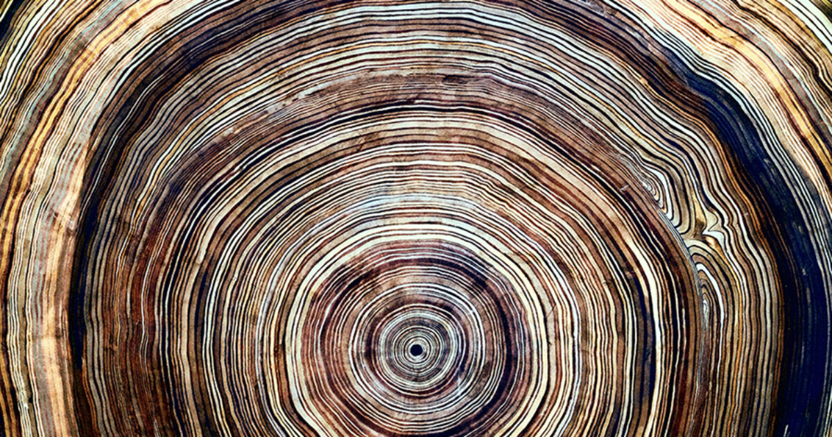 Solving a Climate Puzzle, One Tree Ring at a Time - University of Toronto  Magazine
