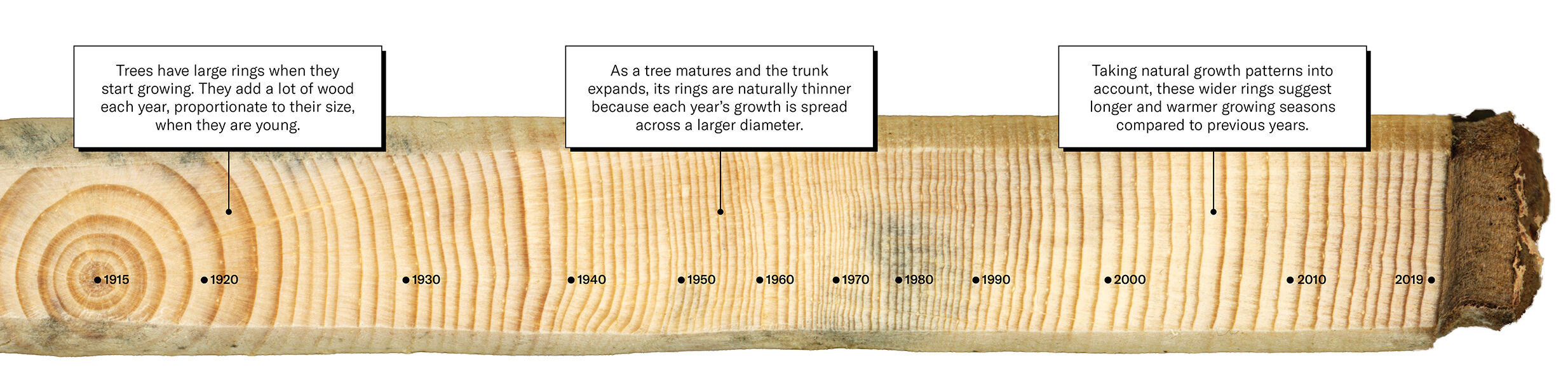 A closeup horizontal view of tree rings from 1915 to 2019 in a tree sample with the following annotations: 1921: Trees have large rings when they start growing. They add a lot of wood each year, proportionate to their size, when they are young. 1955: As a tree matures and the trunk expands, its rings are naturally thinner because each year’s growth is spread across a larger diameter. 2006: Taking natural growth patterns into account, these wider rings suggest longer and warmer growing seasons compared to previous years.