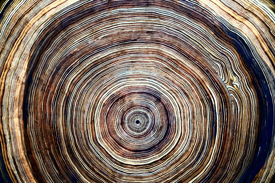 Cross section of a tree trunk with variously coloured tree rings, some lighter brown and some darker brown to black