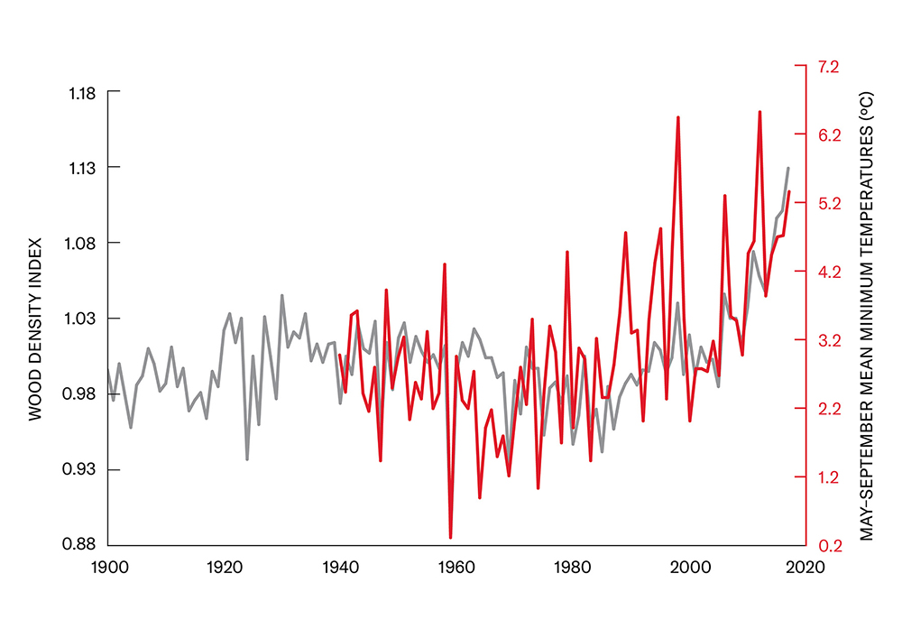 Chart showing two line graphs: 1) May-September mean minimum temperatures from 1940 to 2020 in red, and 2) wood density index from 1900 to 2020 in grey. Both line graphs show a jagged but gradual increase over the last 40 years.