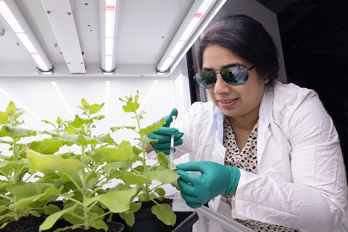 Aparna Bhasin, wearing a white lab coat, UV-protected sunglasses and green disposable gloves, injecting liquid from a syringe into the green leaf of a Nicotiana plant.
