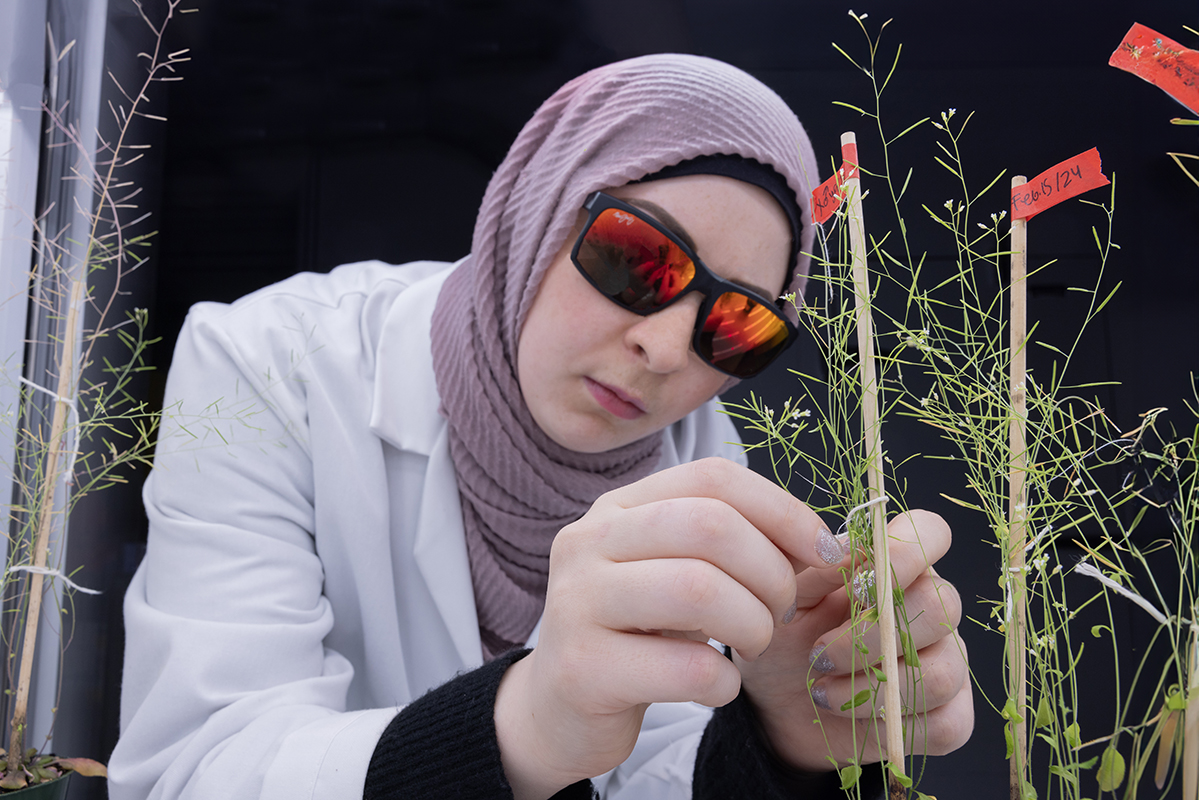 Jena Noureddine, wearing a white lab coat, a mauve-coloured hijab and UV-protected sunglasses, tying the thin green stems of a thalecress plant to a wooden stick with a red sticker label attached at the top.