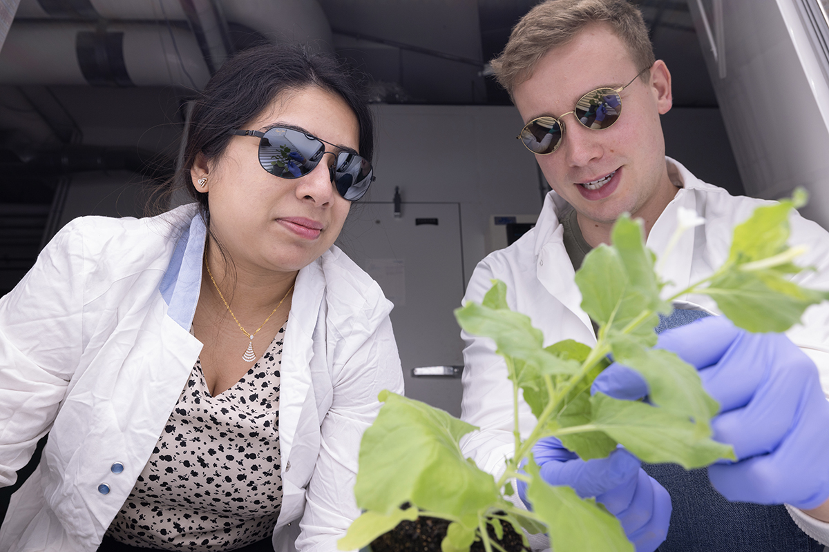 Aparna Bhasin and another researcher, wearing white lab coats and UV-protected sunglasses, are examining a green, leafy plant. The other researcher, wearing disposable blue gloves, is holding the leaf of a plant between his fingers.