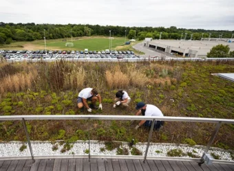 Three people crouched down, working on a rooftop garden, consisting of different types of plants